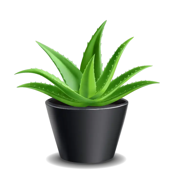 Plant 02